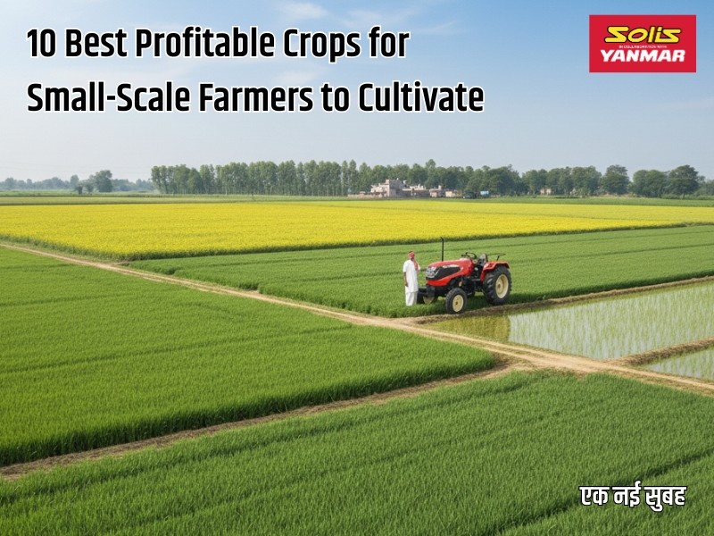 10 Best Profitable Crops for Small-Scale Farmers to Cultivate